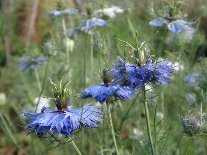 Love-in-a-Mist
