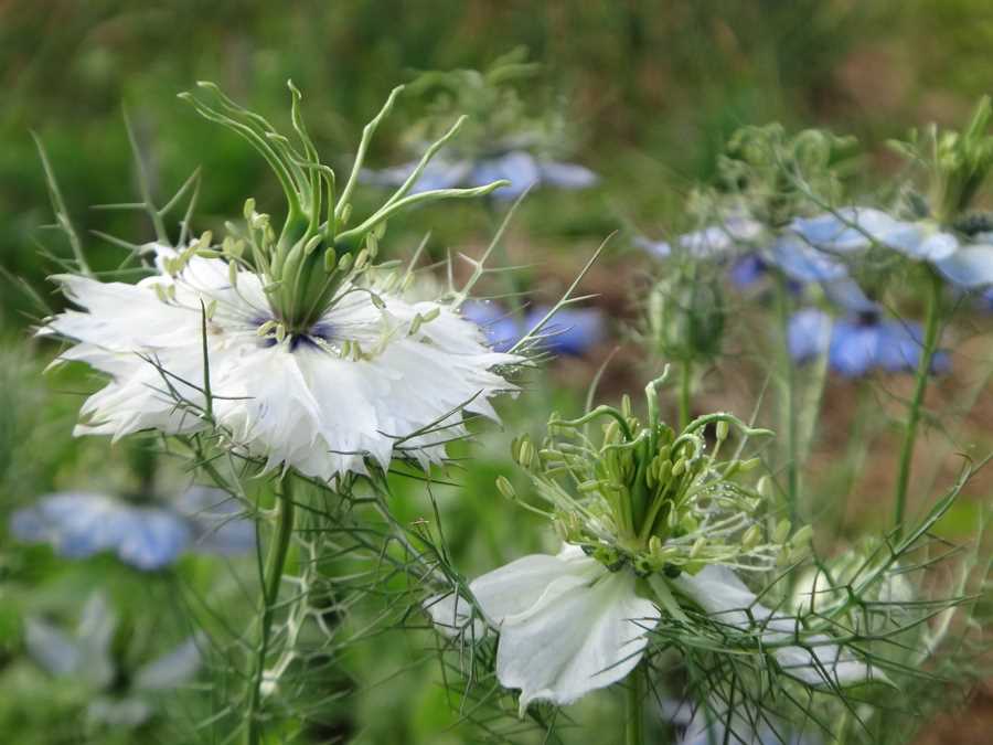 Love-in-a-Mist - Image 3