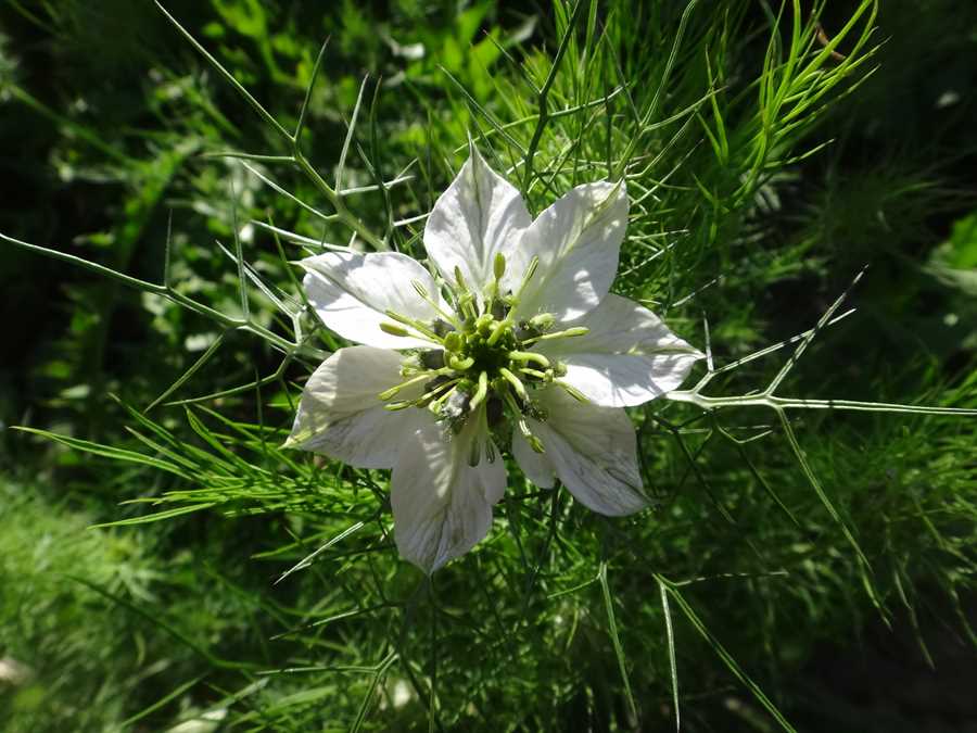 Love-in-a-Mist - Image 2