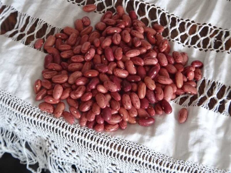 Mennonite K Triple A bean