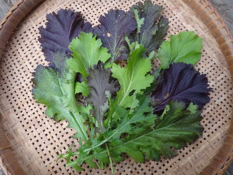 Mustard Mayhem mustard greens