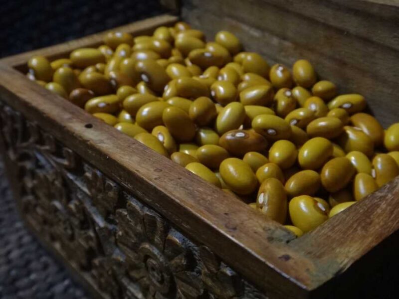 Öland Swedish Brown bean