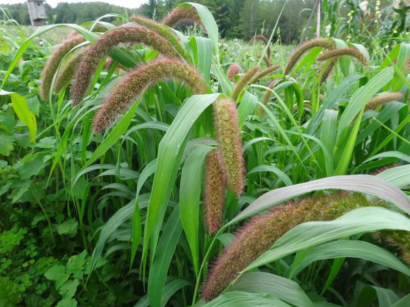 Golden German foxtail millet