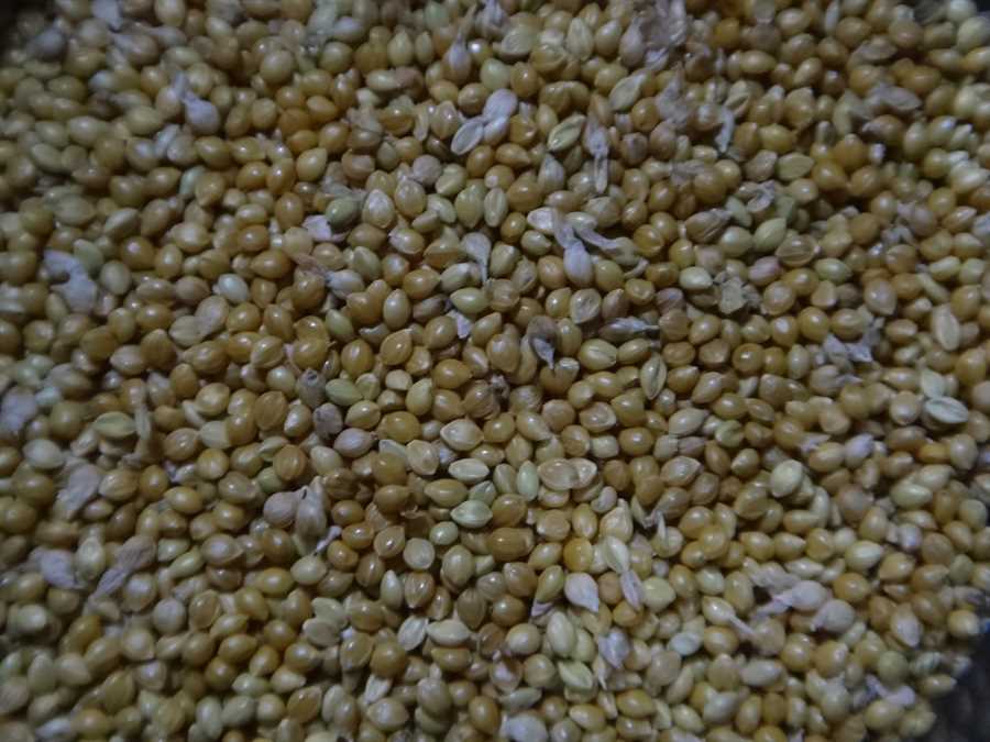 Golden German foxtail millet - Image 2