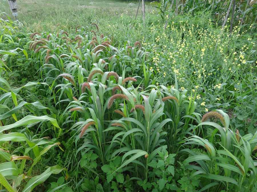 Golden German foxtail millet - Image 3