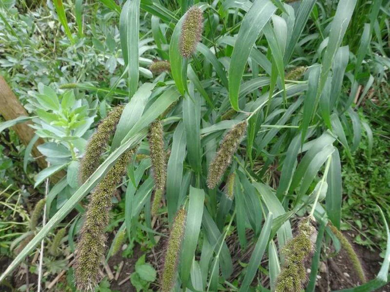 Mezohegyesi Sarga Magvu foxtail millet