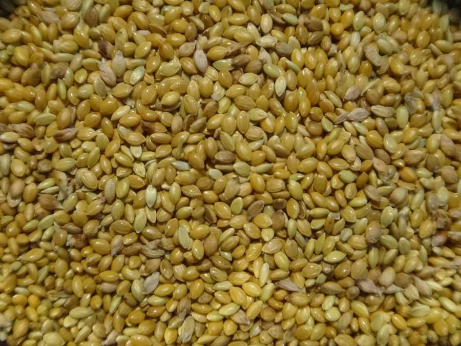 Mezohegyesi Sarga Magvu foxtail millet - Image 2