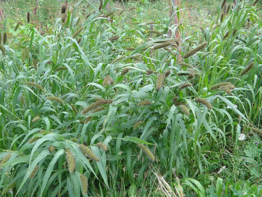Mezohegyesi Sarga Magvu foxtail millet - Image 3