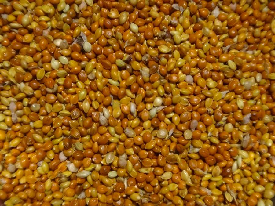 Vysokorosky foxtail millet - Image 2