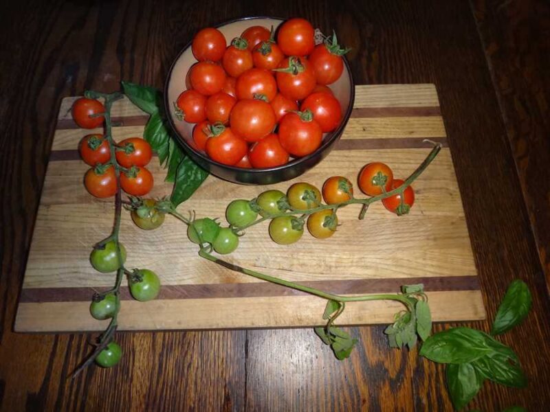 Peacevine Cherry tomato