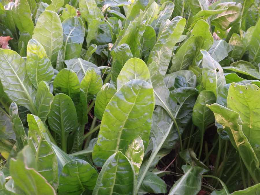 Perpetual Spinach chard - Image 3
