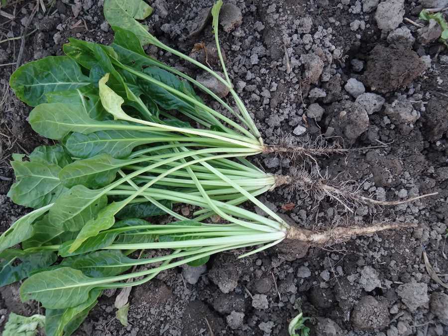 Perpetual Spinach chard - Image 2