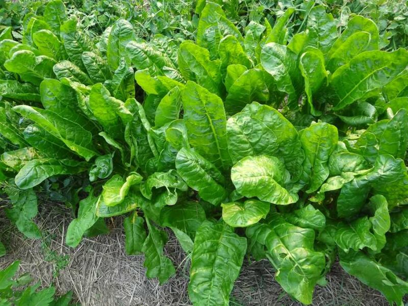 Perpetual Spinach chard