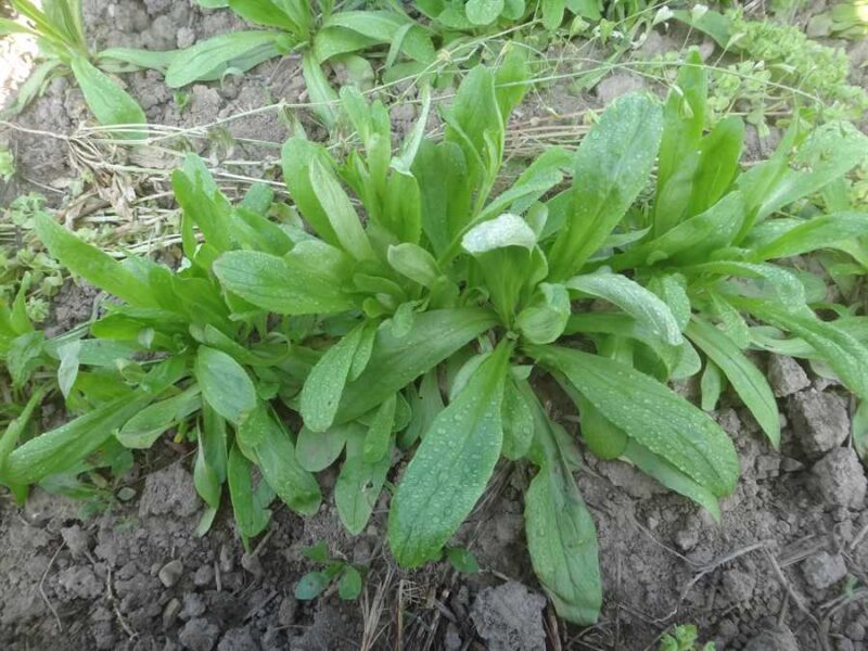Piedmont corn salad