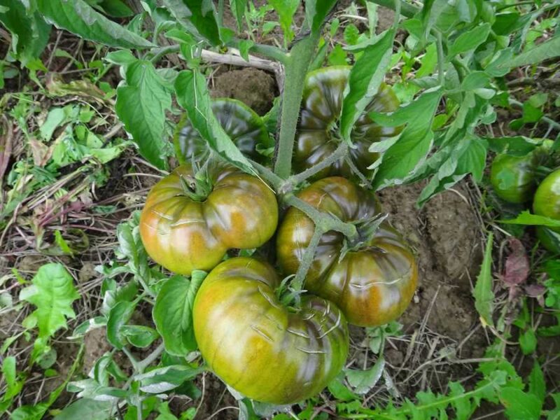 Portuguese Purple tomato