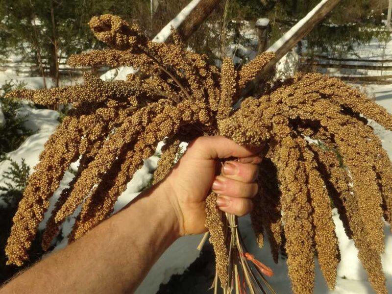 SET 12/85 foxtail millet