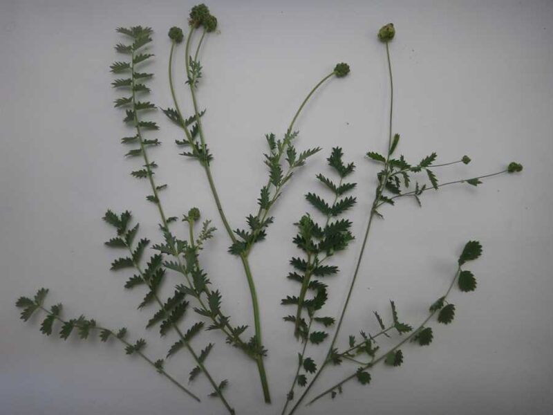 Salad burnet