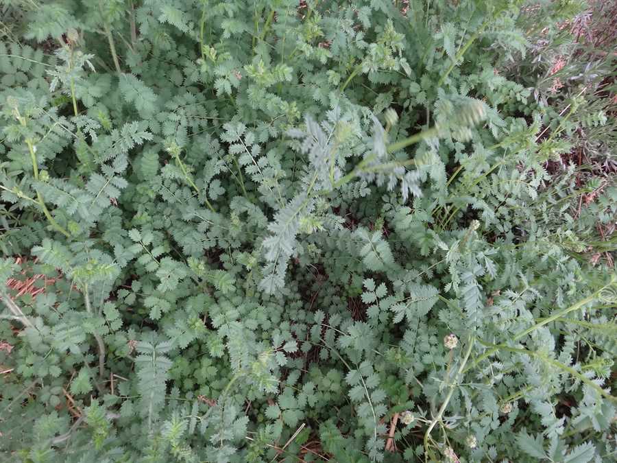 Salad burnet - Image 2