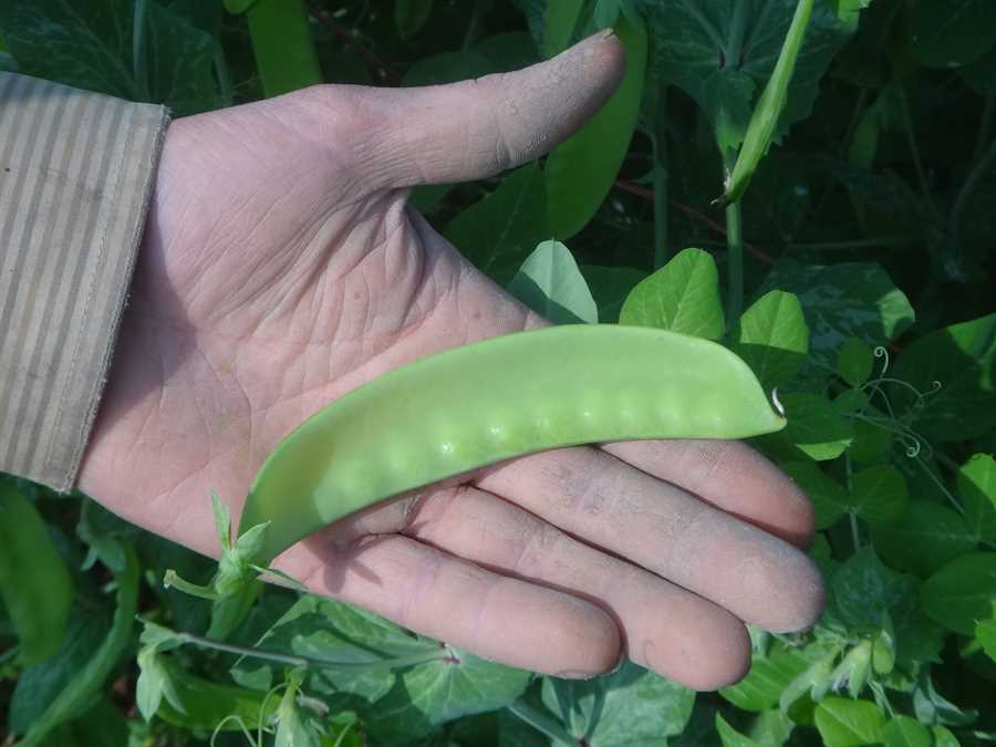 Schweizer Riesen pea - Image 2