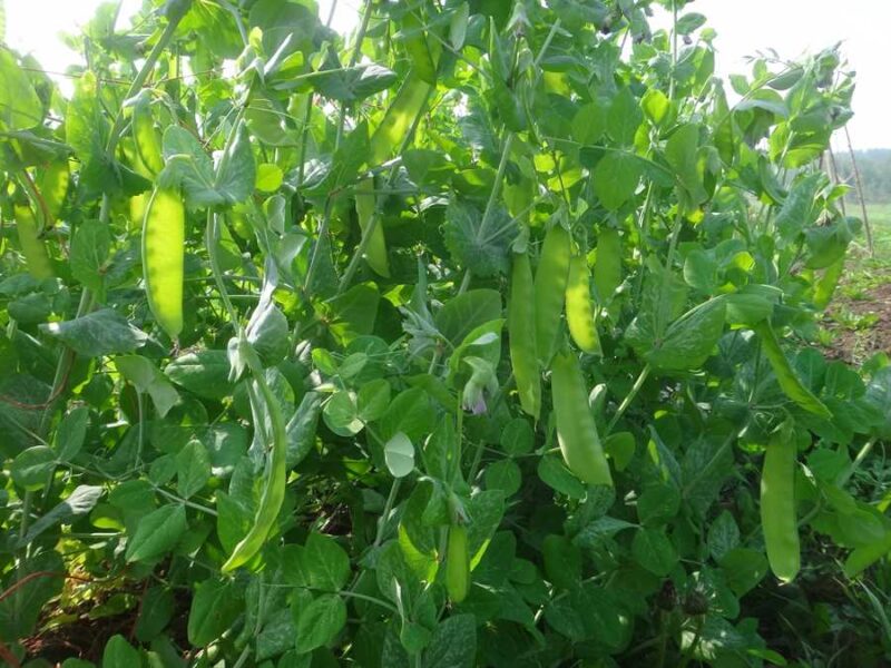 Schweizer Riesen pea