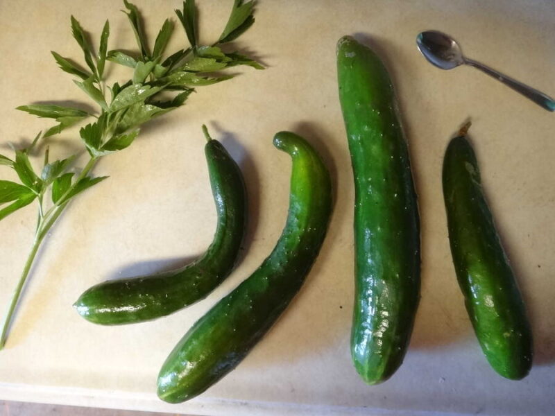 Shintokiwa cucumber