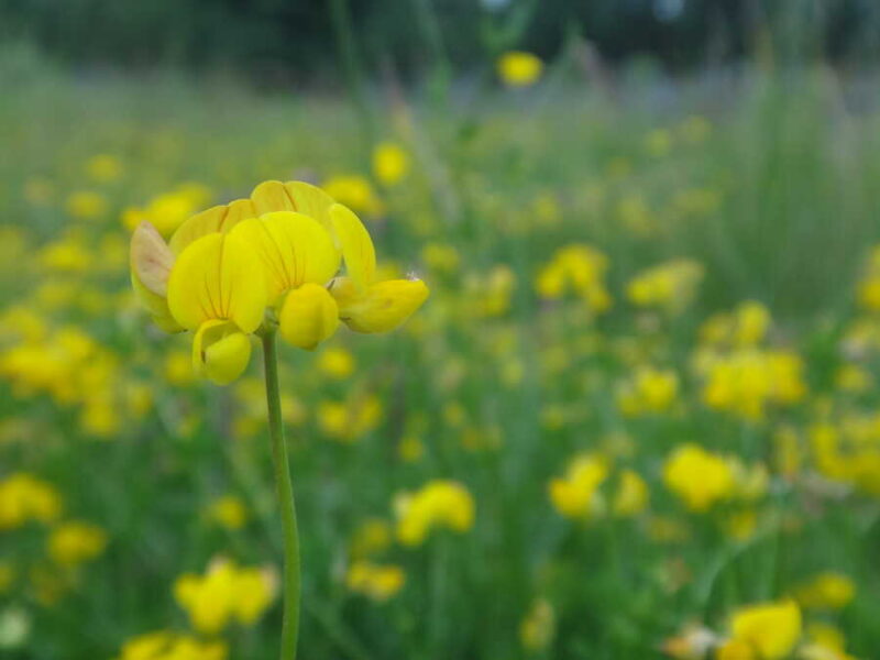 Birdsfoot Trefoil