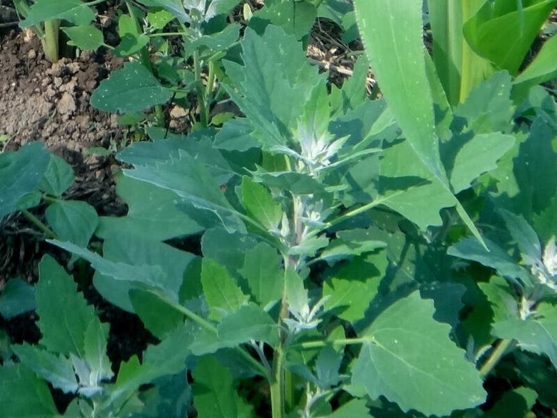 Lambsquarters