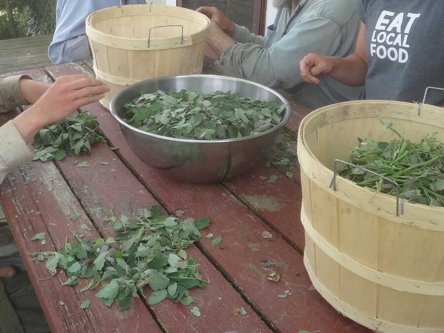 Lambsquarters - Image 2