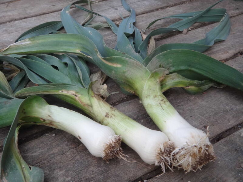 Onions and Relatives