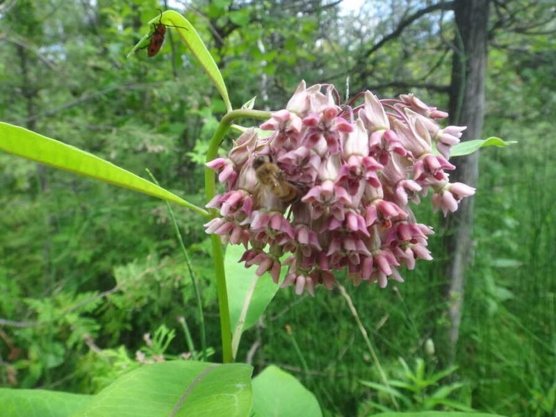 Common Milkweed