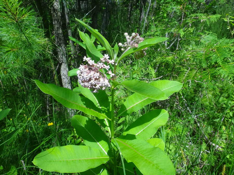 Common Milkweed - Image 2