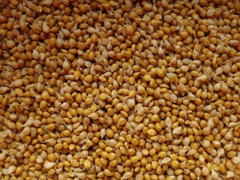 Foxtail Millet