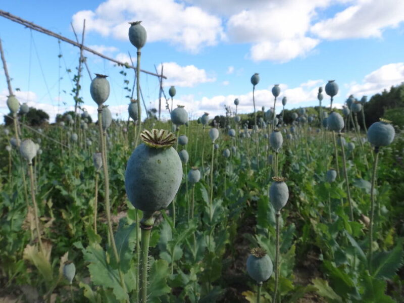 Oilseeds