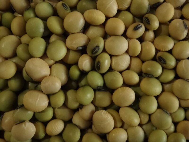 Soy