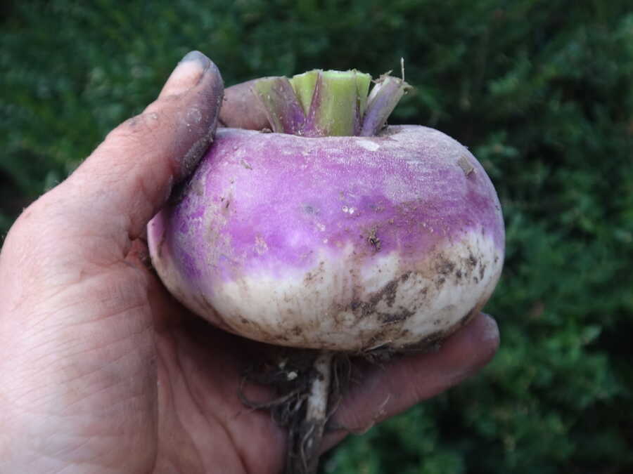 Auvergne Hatif turnip - Image 2