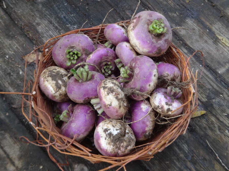 Auvergne Hatif turnip