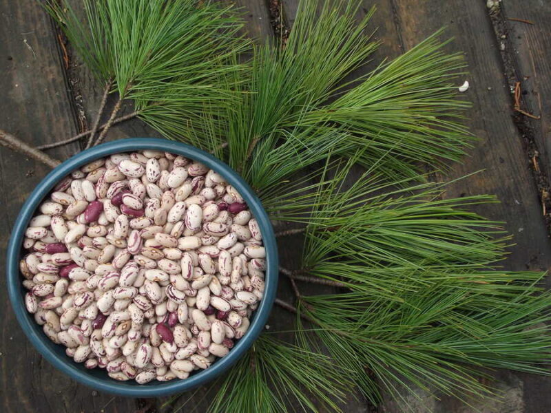 Borlotto del Valdarno bean