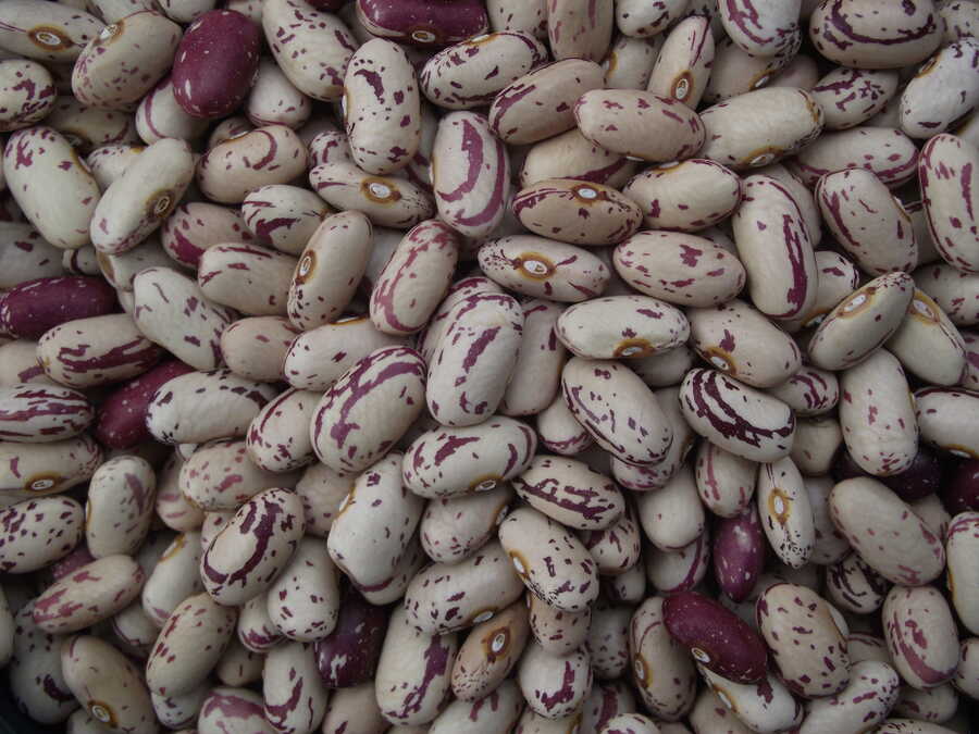 Borlotto del Valdarno bean - Image 2