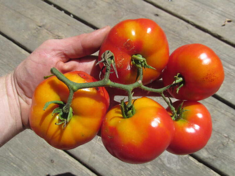 Bosu tomato
