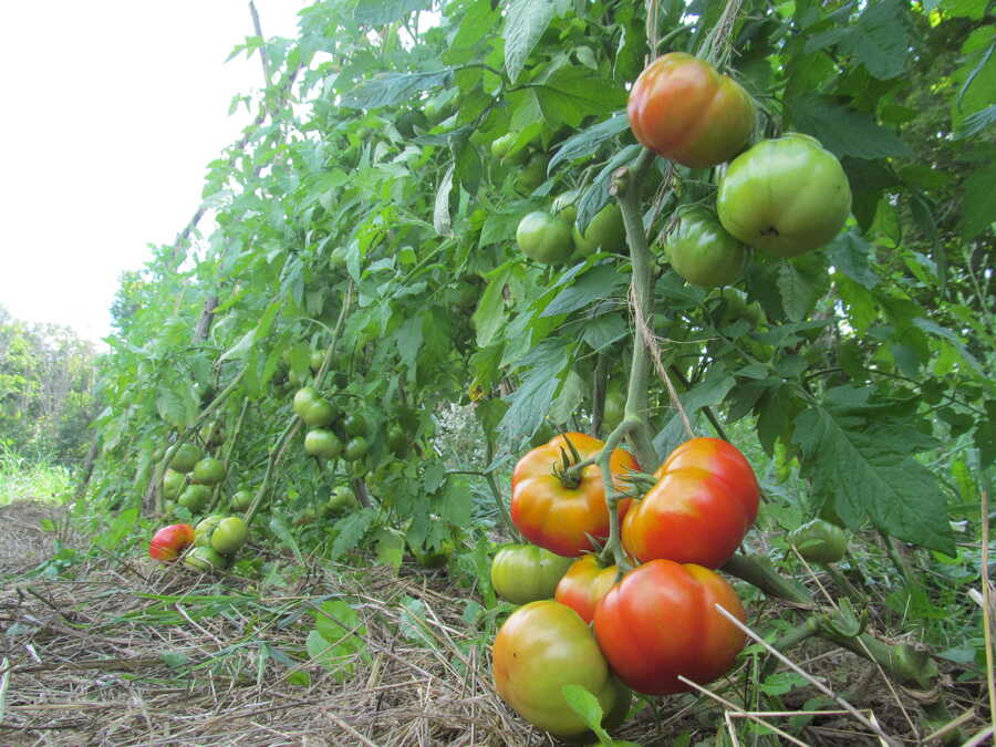 Bosu tomato - Image 2