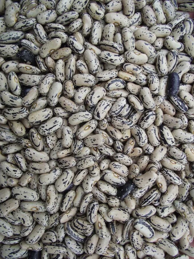 Brighstone bean - Image 2