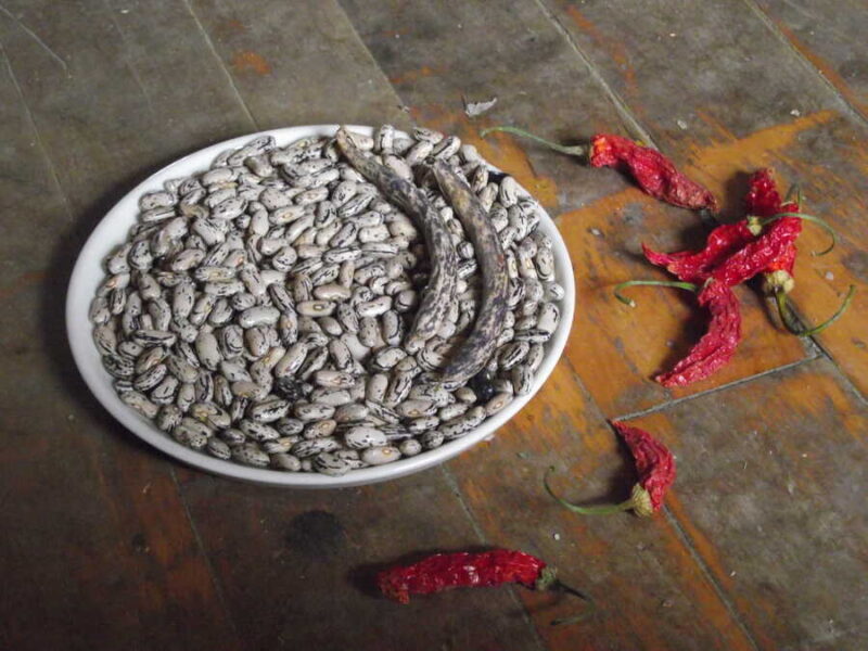 Brighstone bean