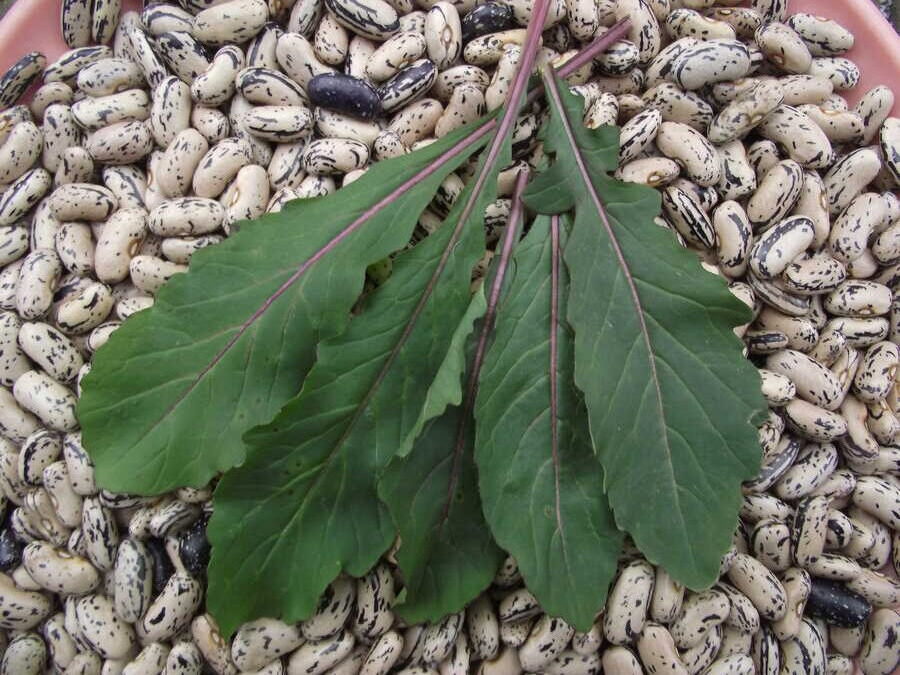 Enrico Rao arugula