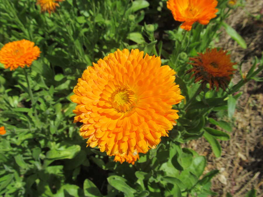 Erfurter Orangefarbige calendula - Image 2