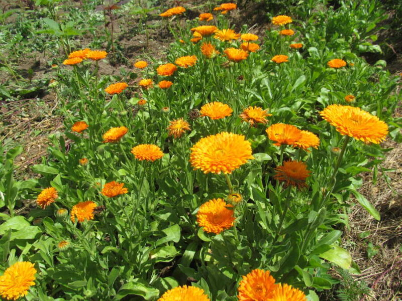 Erfurter Orangefarbige calendula