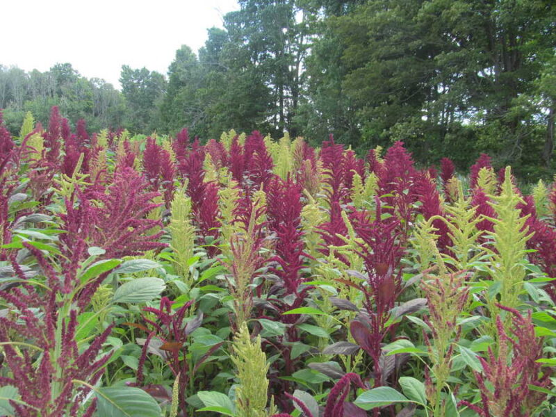 Fercita amaranth