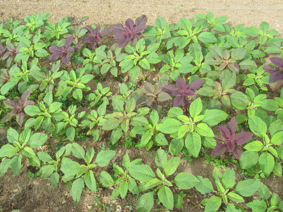 Fercita amaranth - Image 2