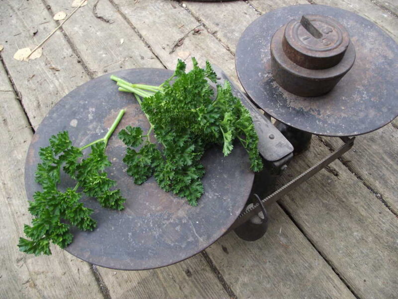 Forest Green parsley