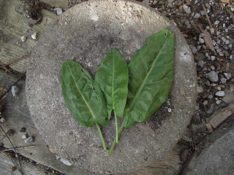 Garden sorrel