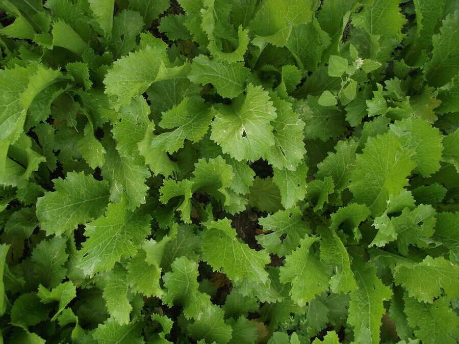 Green in Snow mustard